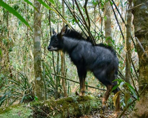 Sumatran-Serow-Capricornis-sumatraensis