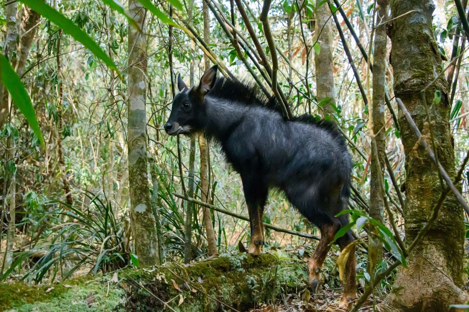 sumatran-serow-capricornis-sumatraensis | bukit lawang trekking Sumatran-Serow-Capricornis-sumatraensis