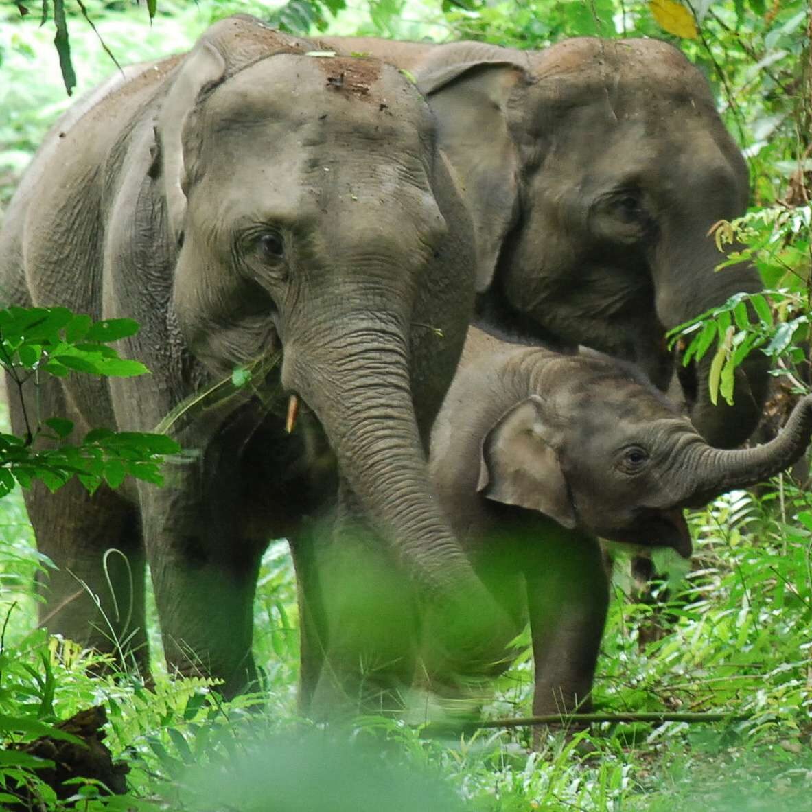Sumatran Elephant Sumatran Elephanta
