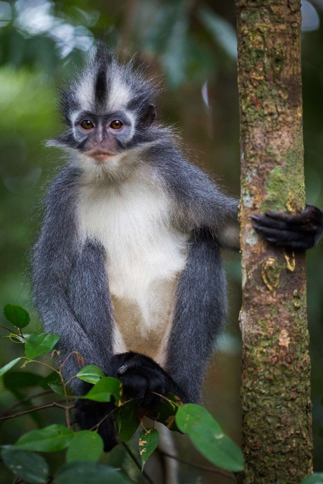 thomas-langur-presbytis-thomasi | bukit lawang trekking Thomas-Langur-Presbytis-thomasi
