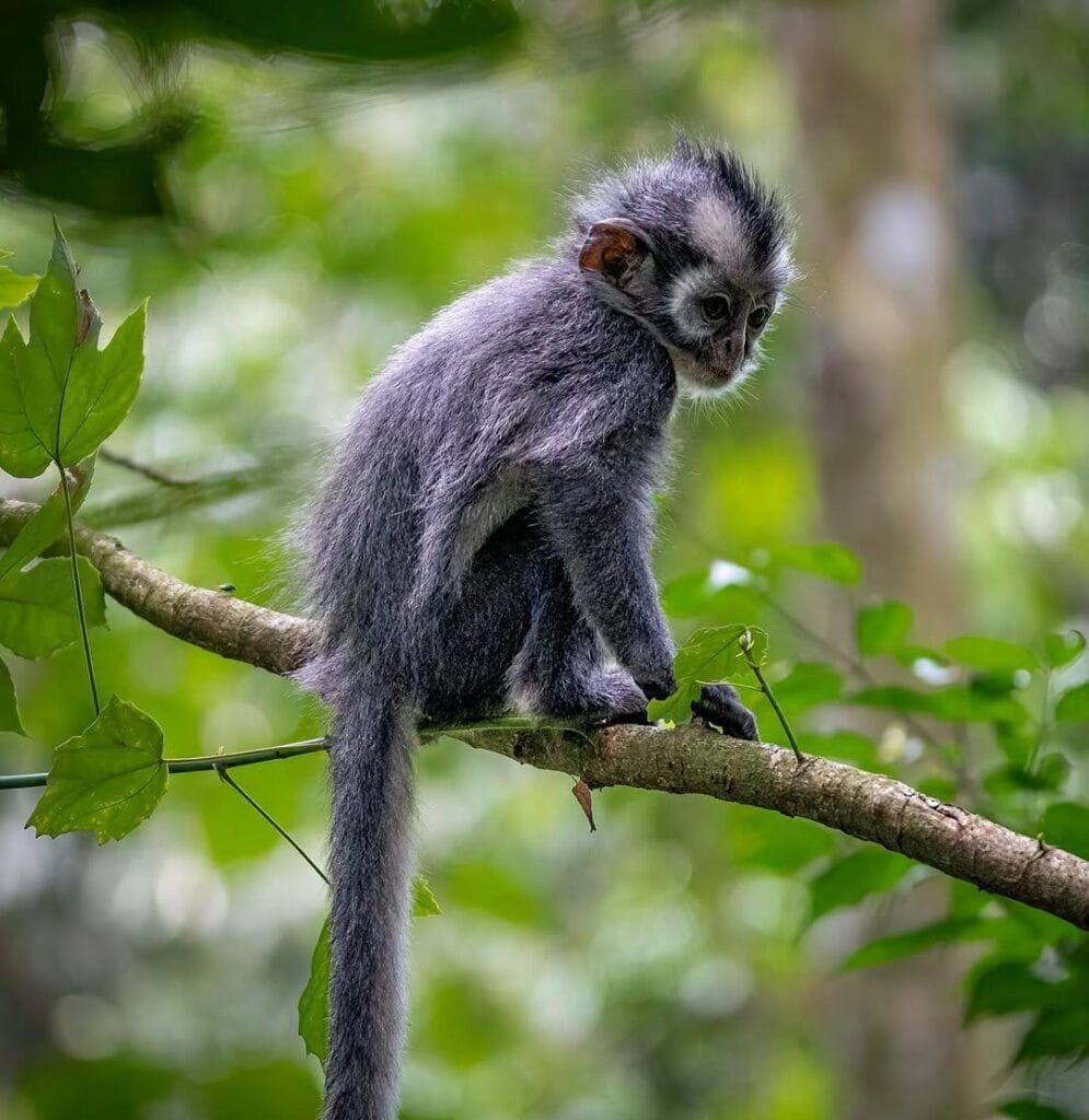 what to bring for bukit lawang jungle trekkng | bukit lawang trekking What To Bring For Bukit Lawang Jungle Trekkng