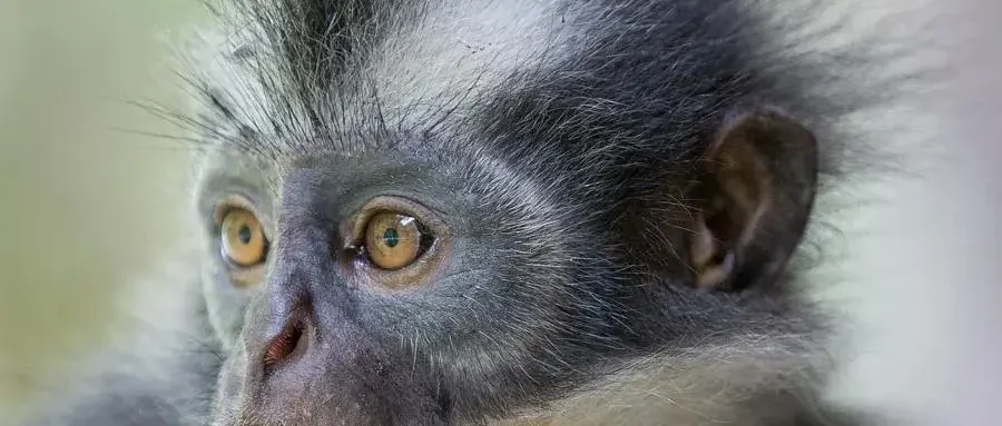 Bukit Lawang Trekking | Bukit Lawang Trekking bukit lawang trekking