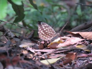 bukit lawang sumatra etical Sumatra Tropical