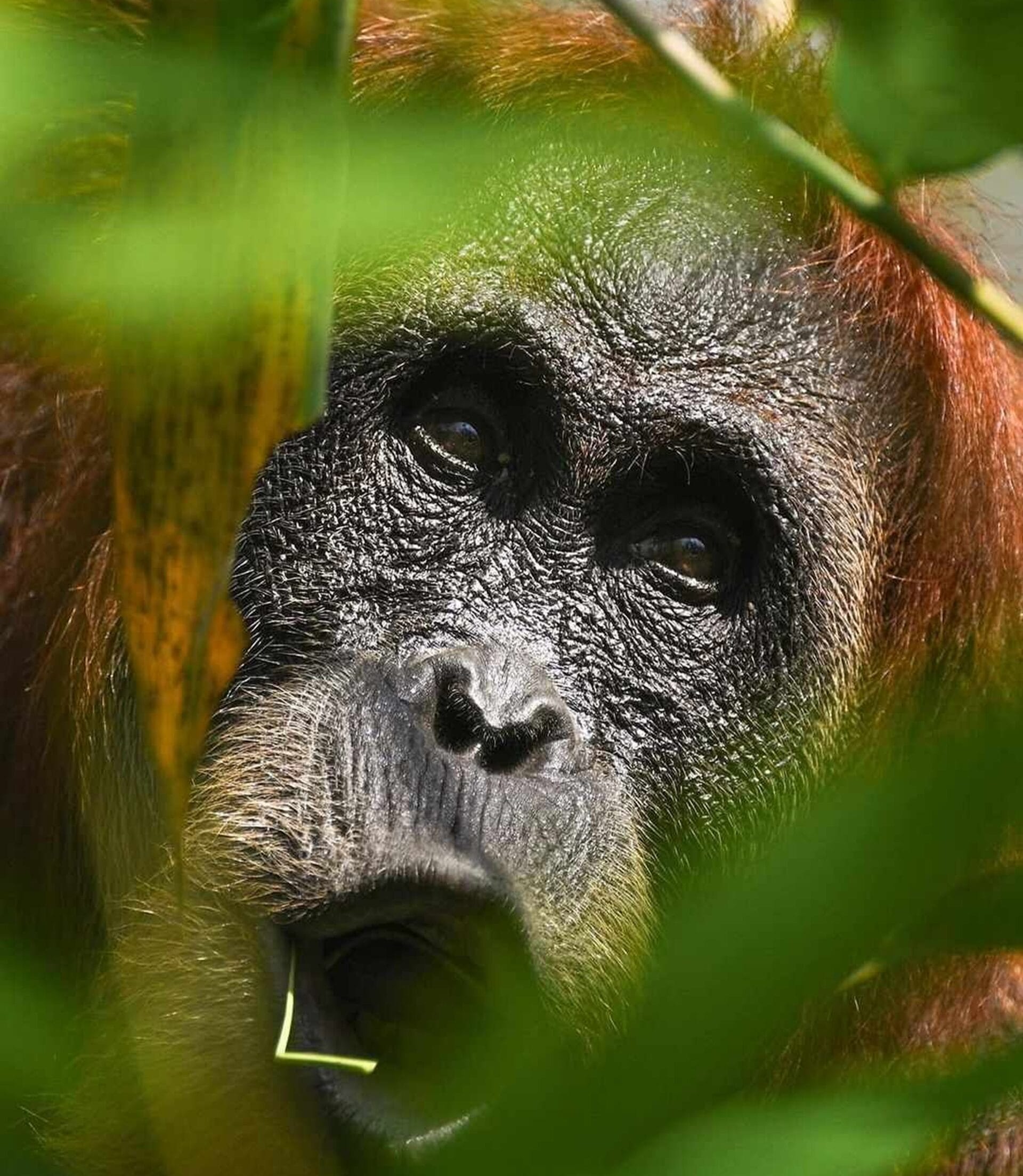 bukit lawang orangutan tour