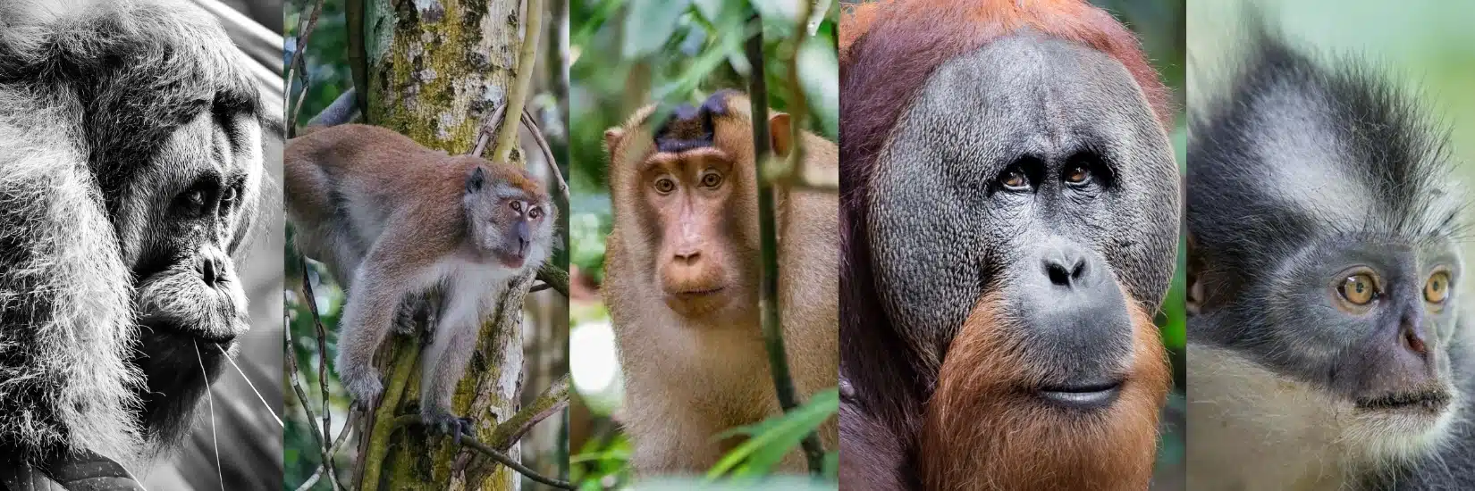 Bukit Lawang Trekking Protect Wildlife Sumatra | Bukit Lawang Trekking bukit lawang trekking protect wildlife sumatra