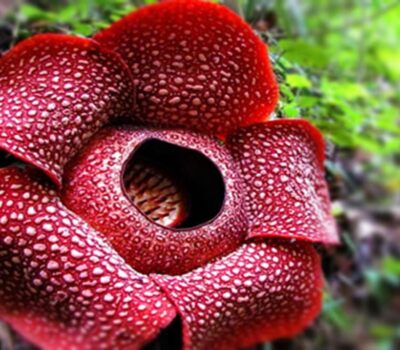 raflesia arnoldii Bukit Lawang