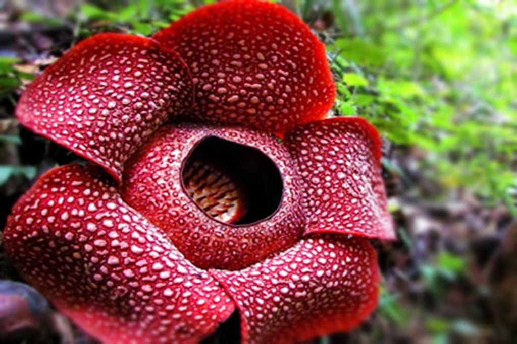 raflesia arnoldii Bukit Lawang raflesia arnoldii Bukit Lawang