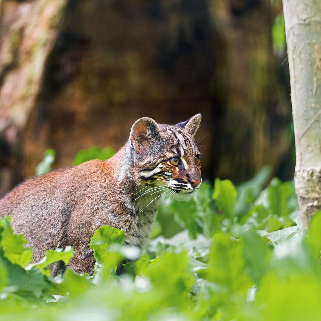 Asian Golden Cat Catopuma temminckii Asian Golden Cat Catopuma temminckii