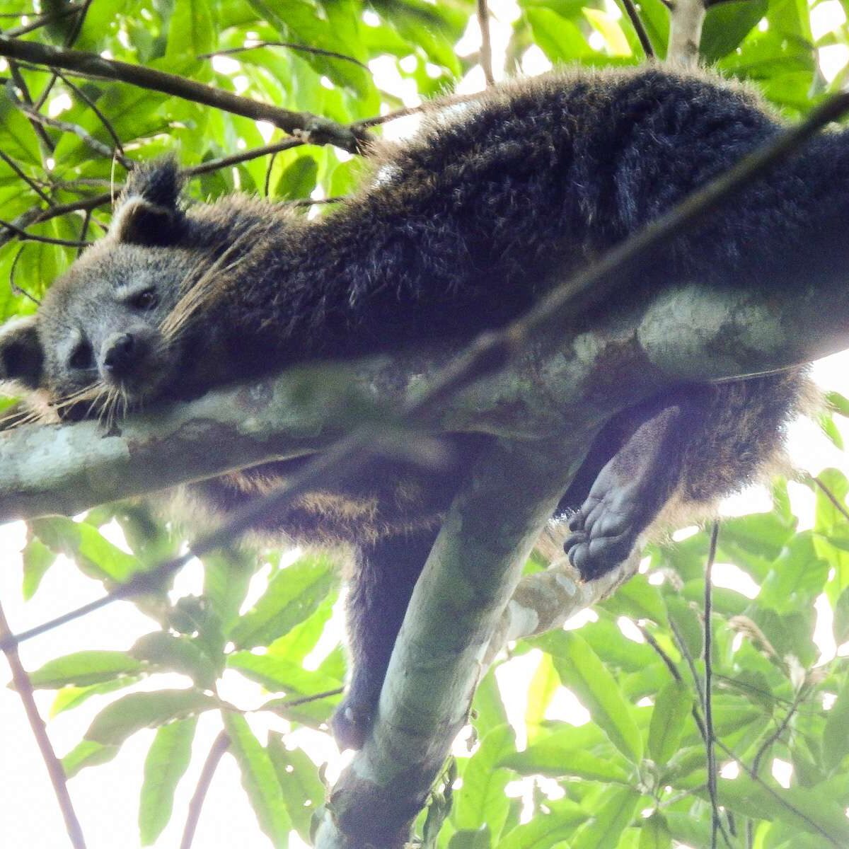 Binturong Arctictis binturong Binturong Arctictis binturong