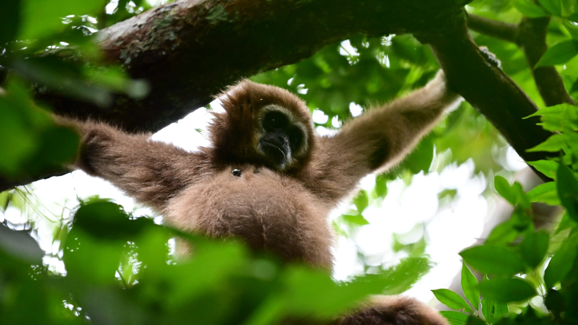 Bukit Lawang Trekking See the Gibbon