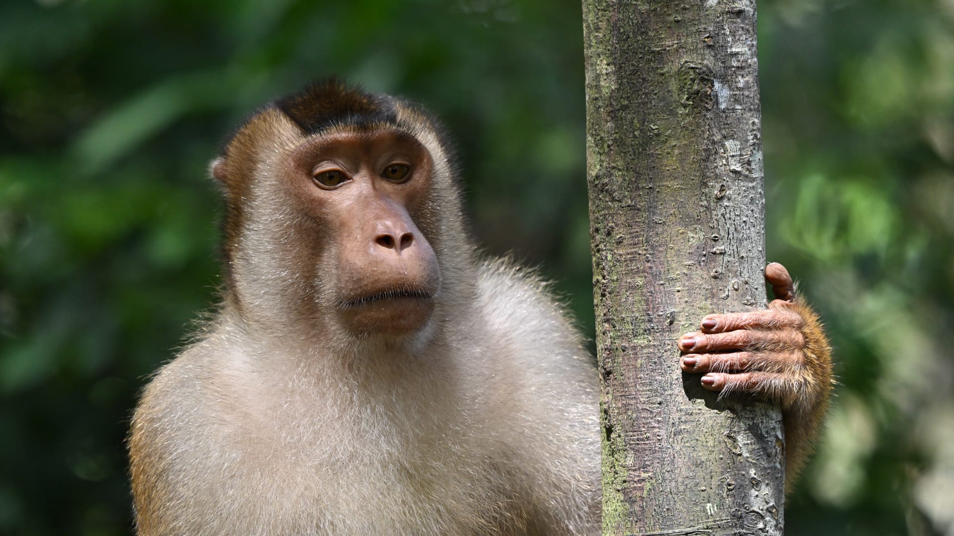 Bukit Lawang Trekking Sumatra Monkey