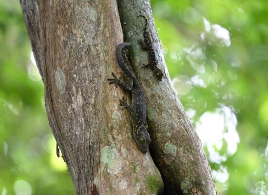 Bukit Lawang Trekking Wildlife Adventure Jungle Trek