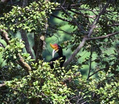 Bukit Lawang Trekking Wildlife Tours Four Days Trek