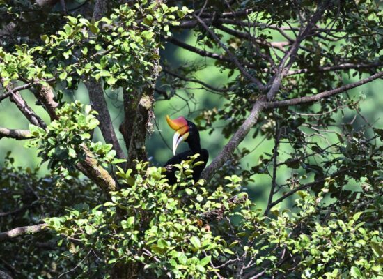 Bukit Lawang Trekking Wildlife Tours Four Days Trek