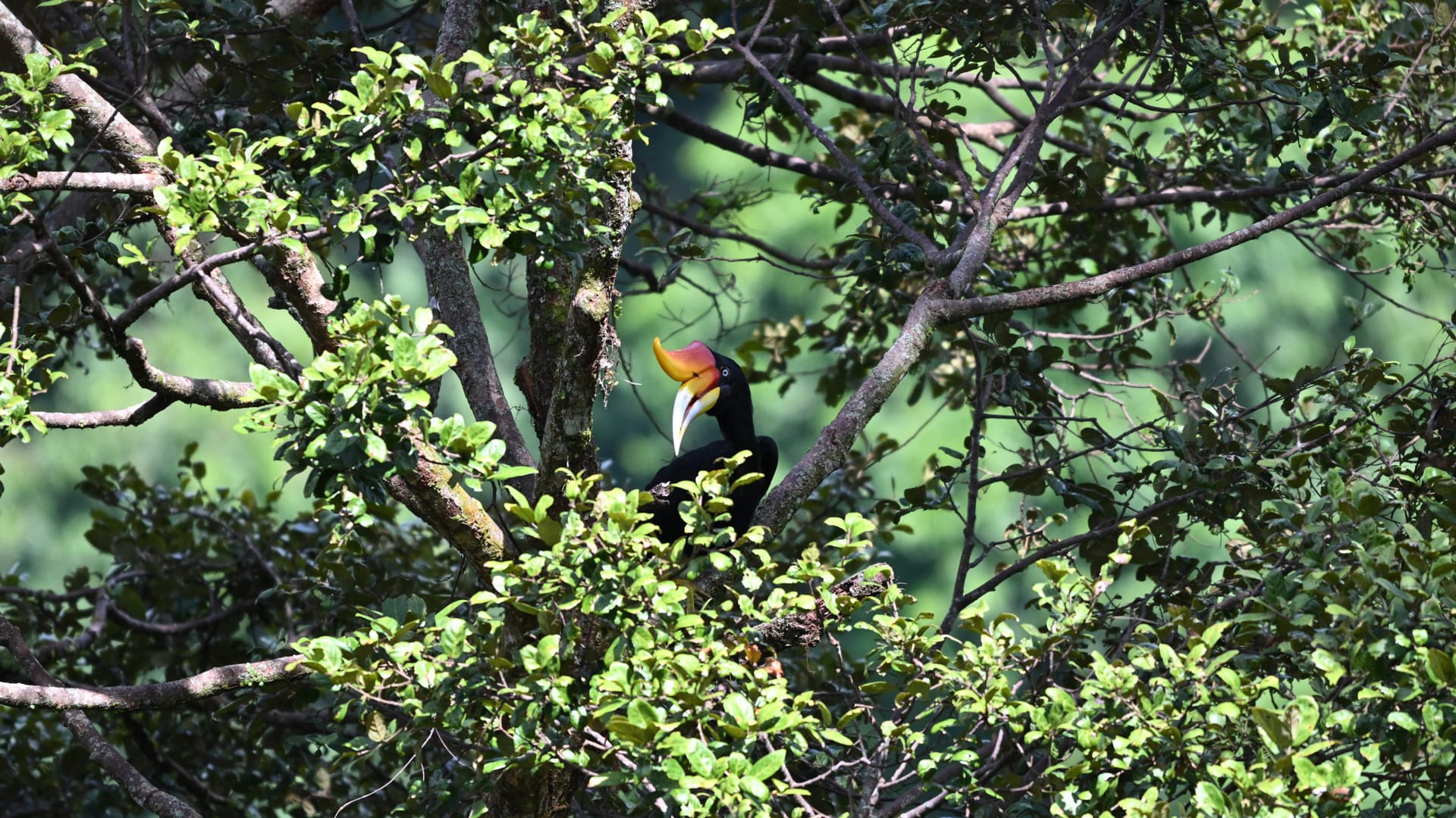 Bukit Lawang Trekking Wildlife Tours
