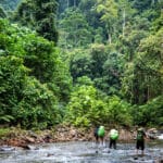 Bukit Lawang Trekking Rainforest