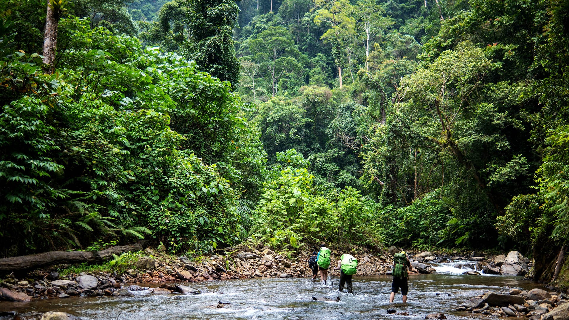 Bukit Lawang Trekking Rainforest