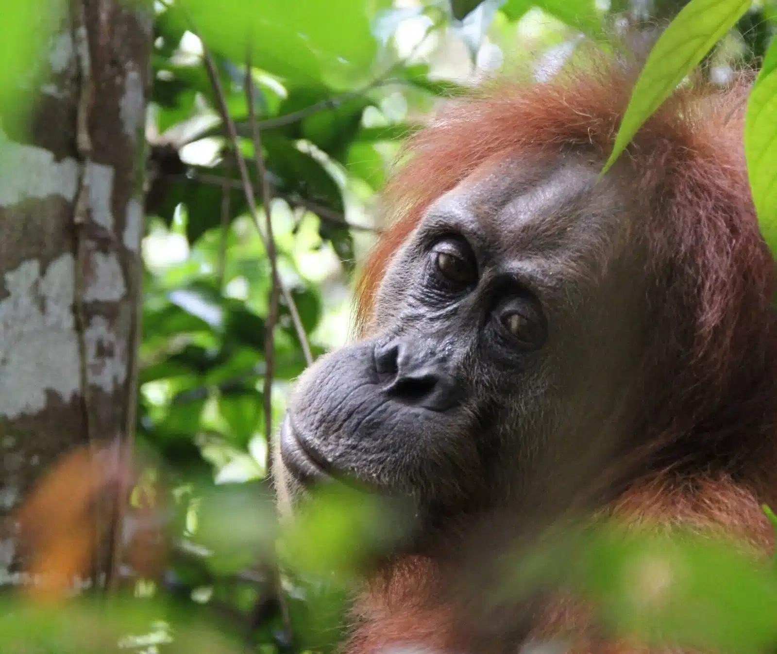 Bukit Lawang Trekking Female Sumatra | Bukit Lawang Trekking bukit lawang trekking female sumatra