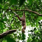 Bukit Lawang Trekking Jungle