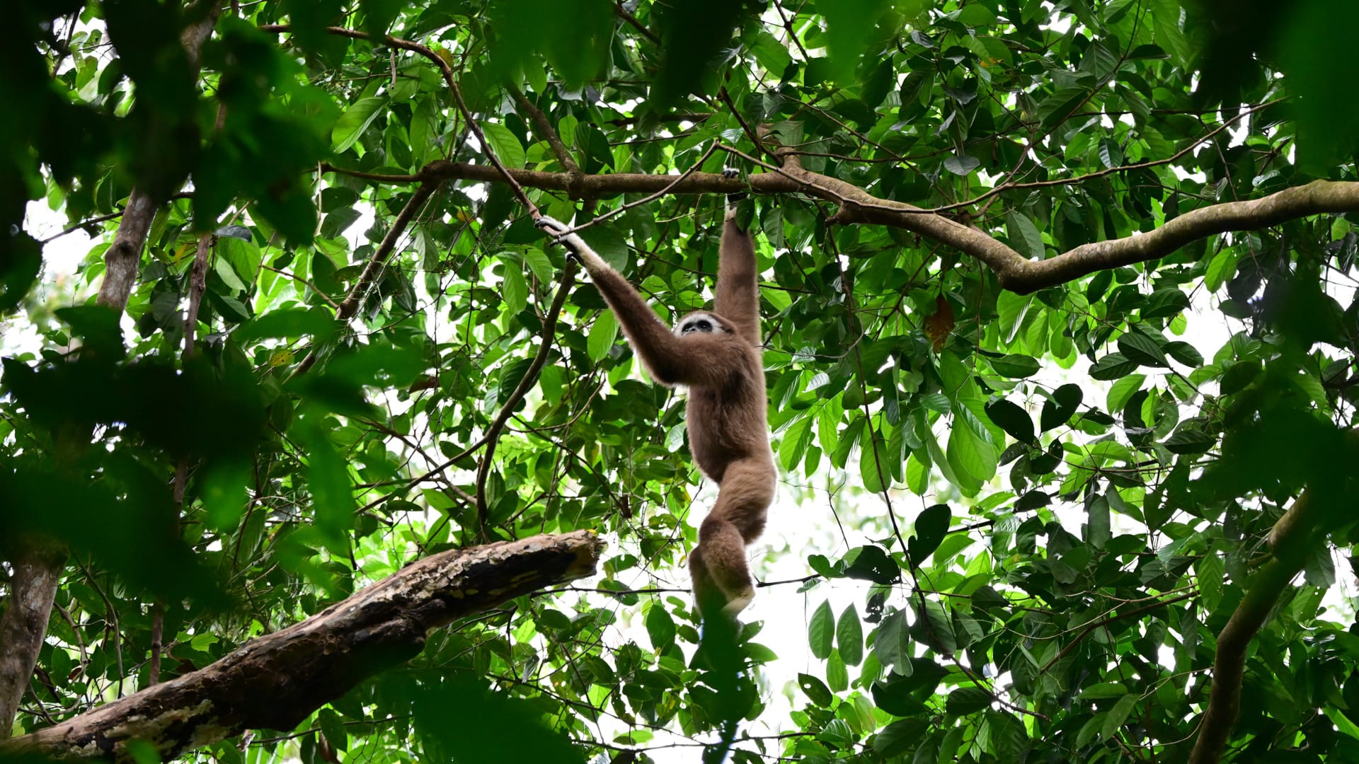 Bukit Lawang Trekking 1 Bukit Lawang Trekking Jungle