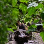 Bukit Lawang Trekking Monkey Six Day at Rainforest