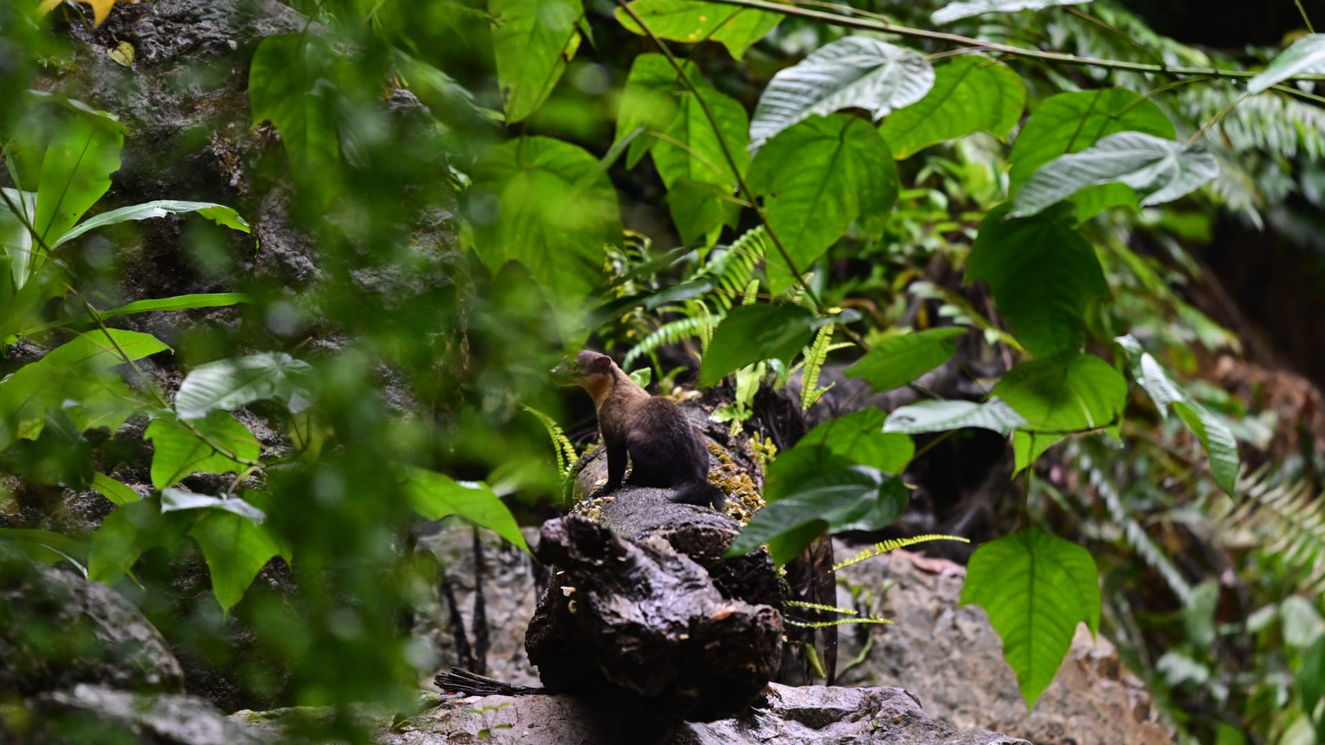 Bukit Lawang Trekking Monkey Six Day at Rainforest