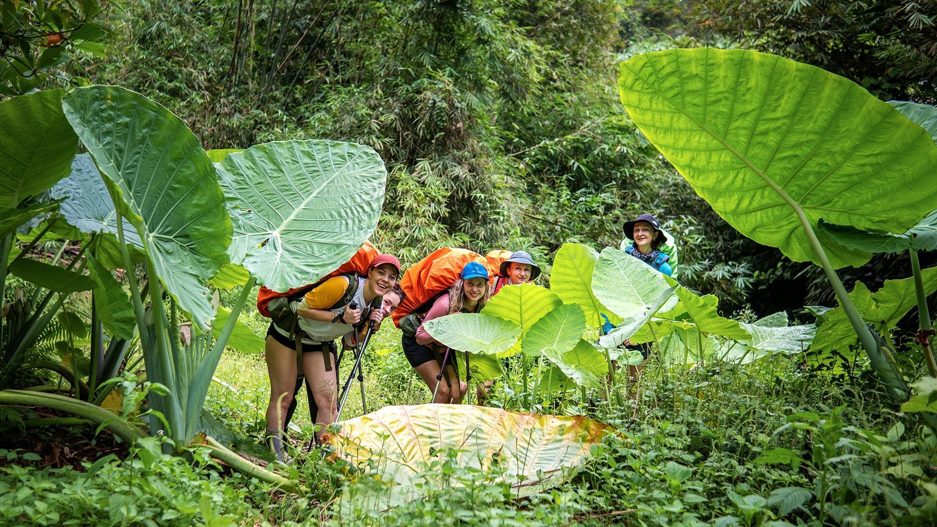 Bukit Lawang Trekking Orangutan