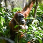 Bukit Lawang Trekking Sumatra