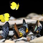 Bukit Lawang Trekking Sumatra Tour
