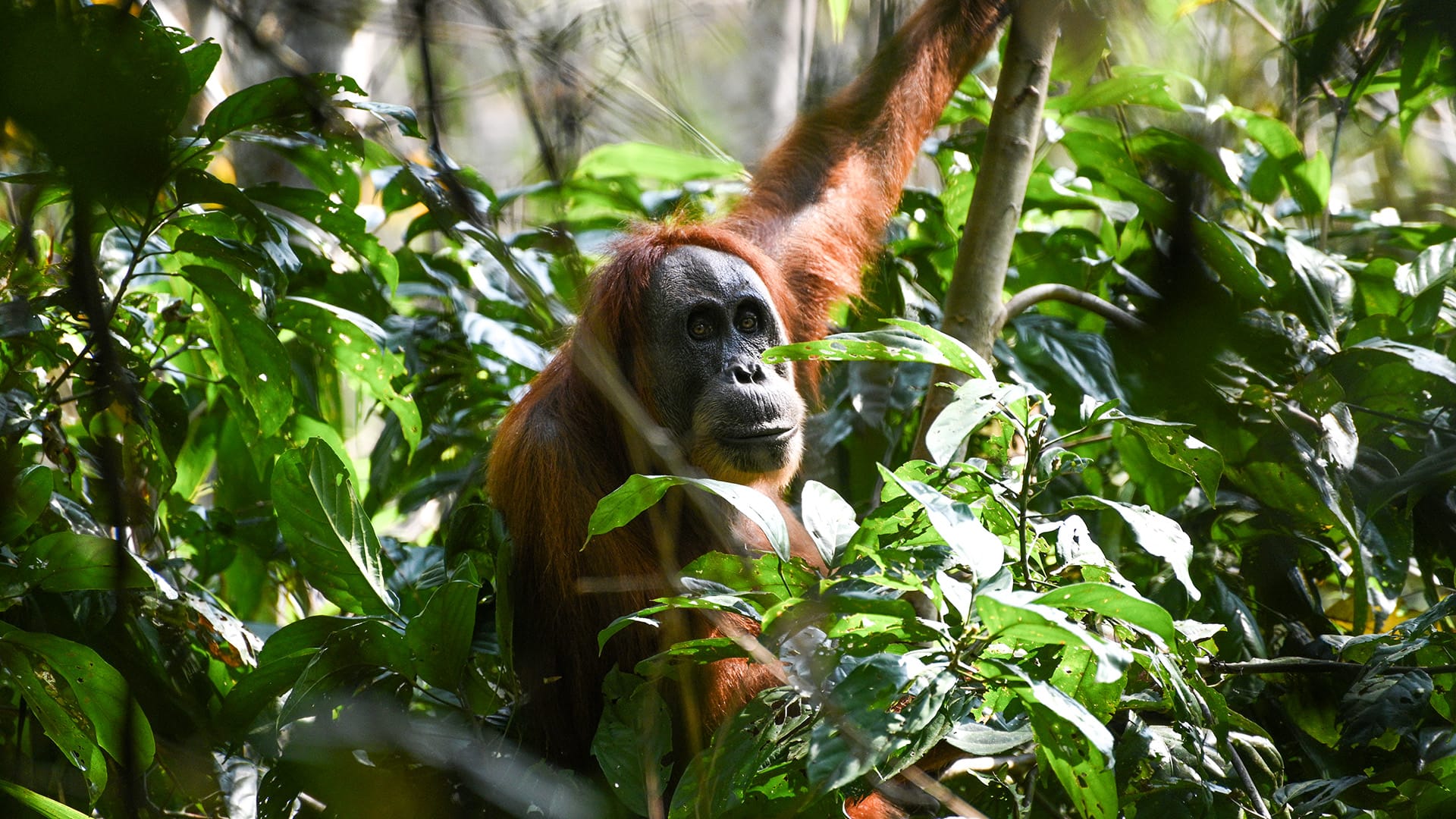 Bukit Lawang Trekking Sumatra