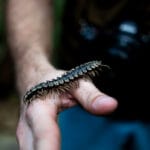 Bukit Lawang Trekking Wild Jungle Trek