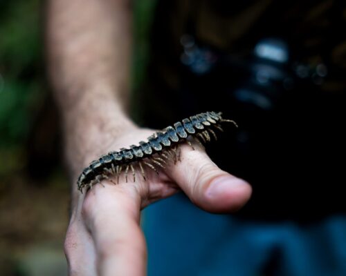 Bukit Lawang Trekking Wild Jungle Trek