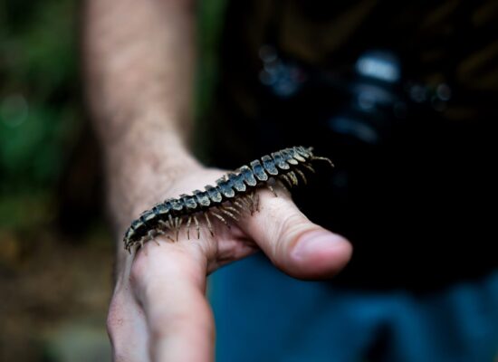 Bukit Lawang Trekking Wild Jungle Trek