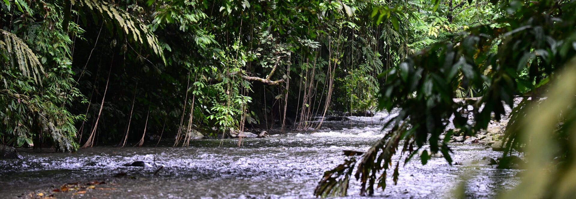 Indonesia Jungle Sumatra Bukit Lawang Trekking