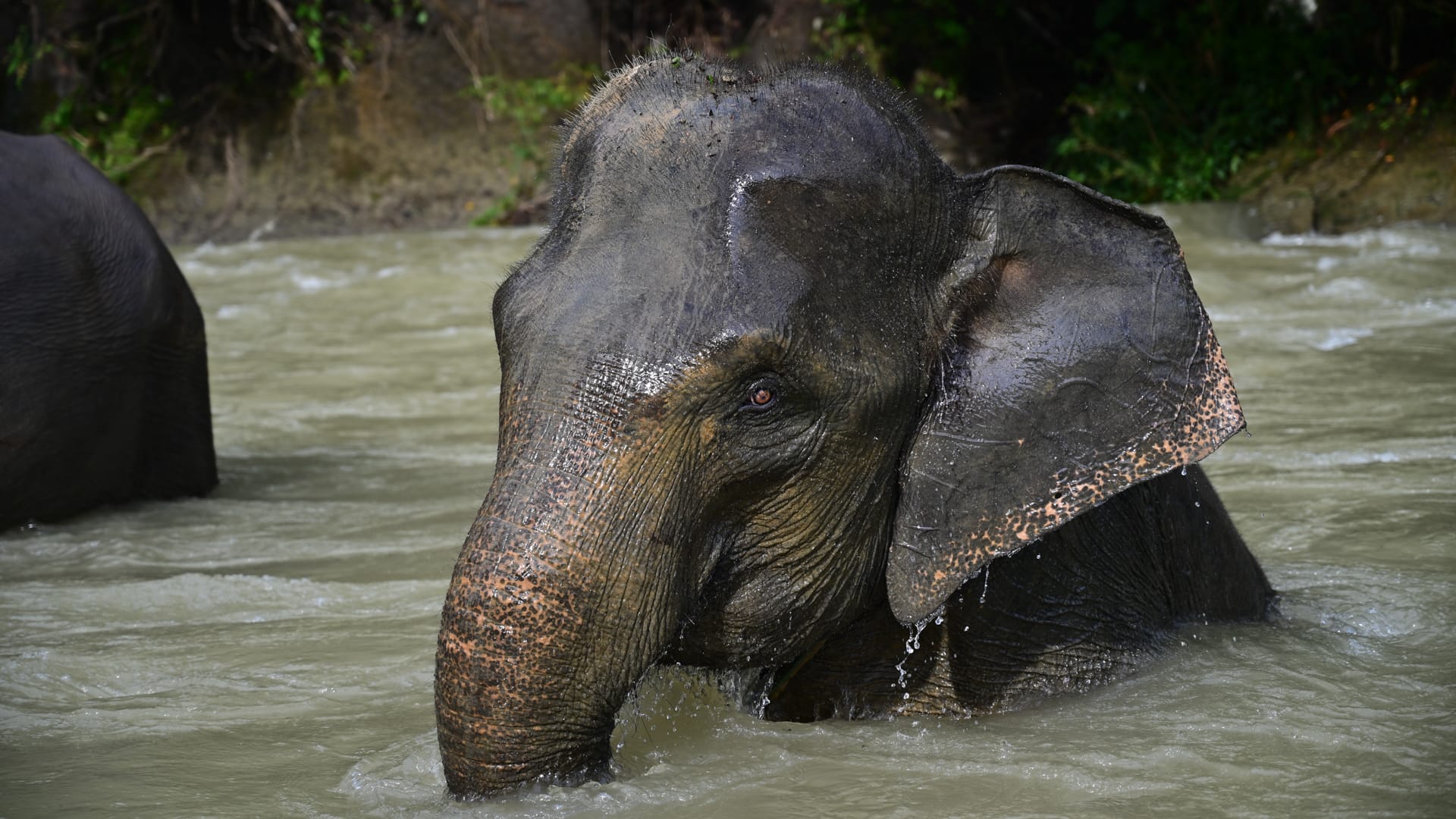 Sumatra Elephant Tours