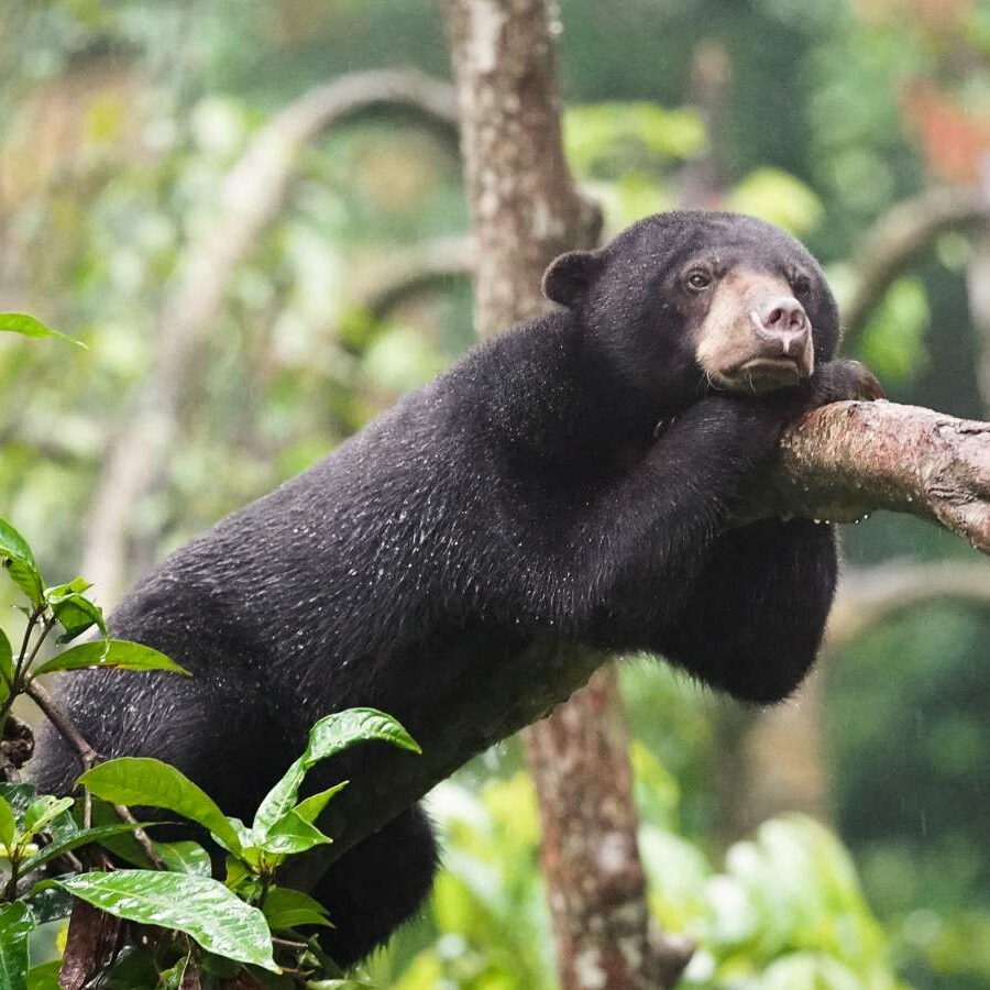 Sun-Bear-Helarctos-malayanus Malayan sun bear