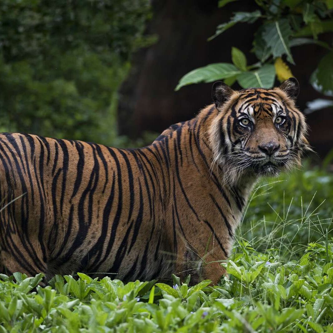 Sunda Tiger Panthera tigris ssp sondaica Sunda Tiger Panthera tigris ssp sondaica