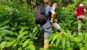 Bukit Lawang Trekking